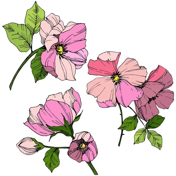 Vector rosa rosa canina. Blommig botaniska blomma. Graverade bläck konst. Isolerade rosa canina illustration element. — Stock vektor