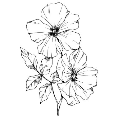Vektör Rosa canina çiçek. Siyah ve beyaz mürekkep sanat kazınmış. İzole rosa canina illüstrasyon öğesi.