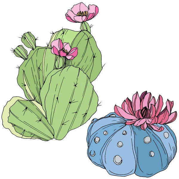 Vektorkakteen florale botanische Blume. grüne und blaue Gravurtintenkunst. isolierte Kakteen Illustrationselement. — Stockvektor