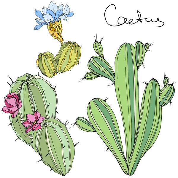 Vector Cacti flor botánica floral. Arte de tinta grabada verde y azul. Elemento aislado de ilustración de cactus . — Vector de stock