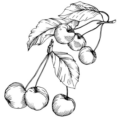 Kiraz meyve vektör. Siyah ve beyaz mürekkep sanat kazınmış. İzole berry illüstrasyon öğe beyaz arka plan üzerinde.