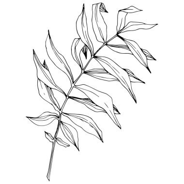 Egzotik tropik hawaiian yaz. Siyah ve beyaz mürekkep sanat kazınmış. İzole yaprak illüstrasyon öğesi.