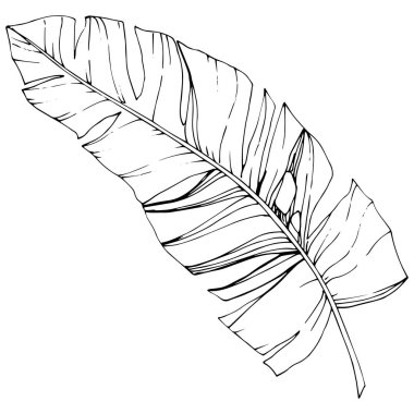 Egzotik tropik hawaiian yaz. Siyah ve beyaz mürekkep sanat kazınmış. İzole yaprak illüstrasyon öğesi.