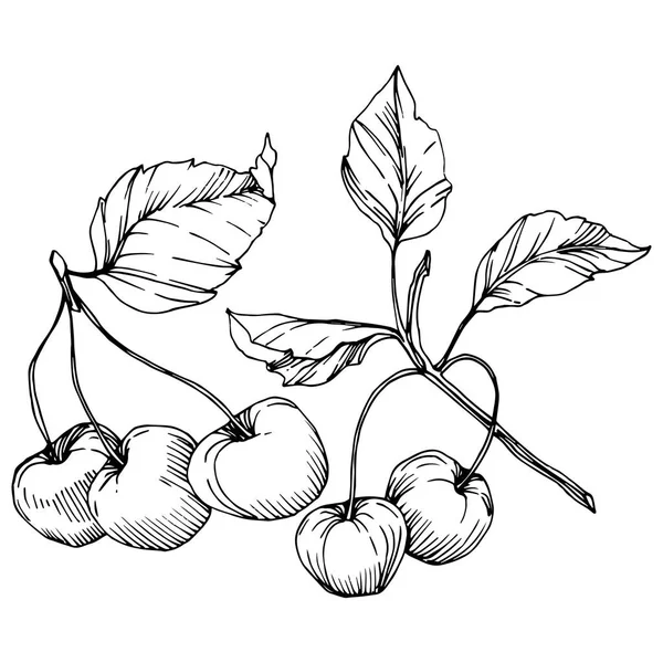 Vector Cherry Fruto. Tinta gravada a preto e branco. Elemento de ilustração de baga isolado sobre fundo branco . — Vetor de Stock