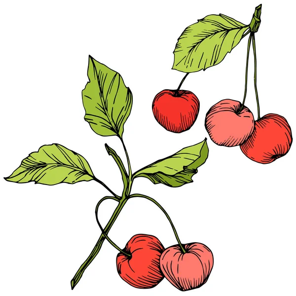 Vecteur Cerise fruit. Encre gravée rouge et verte. Elément d'illustration de baies isolées sur fond blanc . — Image vectorielle