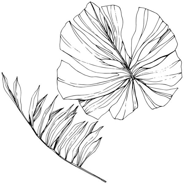 Verano hawaiano tropical exótico. Tinta grabada en blanco y negro. Elemento de ilustración de hojas aisladas . — Vector de stock