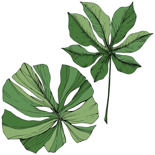 Exotic tropical hawaiian summer. Green engraved ink art. Isolated leaf illustration element.