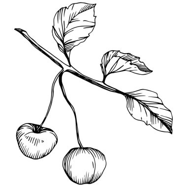 Kiraz meyve vektör. Siyah ve beyaz mürekkep sanat kazınmış. İzole berry illüstrasyon öğe beyaz arka plan üzerinde.