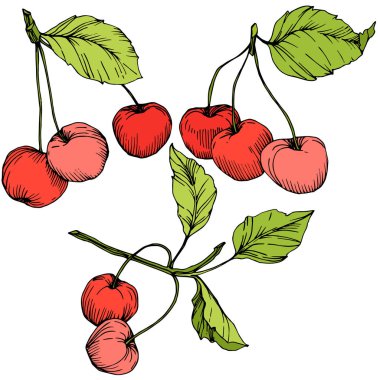 Kiraz meyve vektör. Kırmızı ve yeşil mürekkep sanat kazınmış. İzole berry illüstrasyon öğe beyaz arka plan üzerinde.