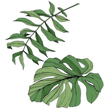 Egzotik tropik hawaiian yaz. Yeşil mürekkep sanat kazınmış. İzole yaprak illüstrasyon öğesi.