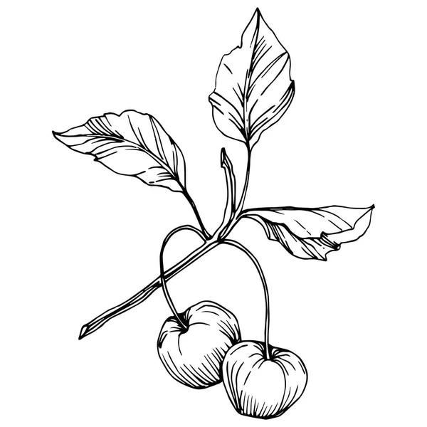 Vector Cherry Fruto. Tinta gravada a preto e branco. Elemento de ilustração de baga isolado sobre fundo branco . — Vetor de Stock