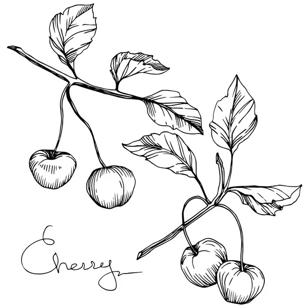 Vector de fruta de cereza. Tinta grabada en blanco y negro. Elemento de ilustración de bayas aisladas sobre fondo blanco . — Archivo Imágenes Vectoriales
