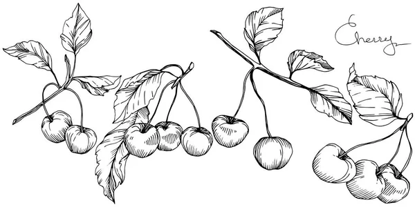 Векторные плоды вишни. Черно-белый рисунок чернил. Изолированный элемент иллюстрации ягод на белом фоне . — стоковый вектор