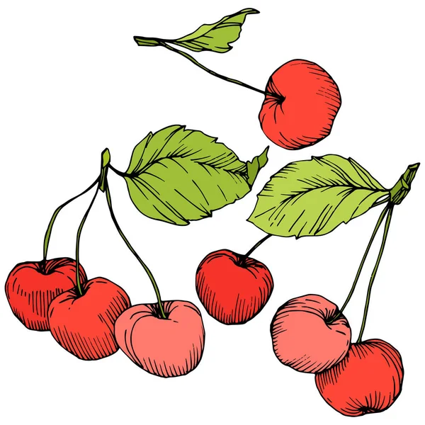 Vektorkirschfrüchte. rote und grüne Gravurtintenkunst. isolierte Beere Illustration Element auf weißem Hintergrund. — Stockvektor
