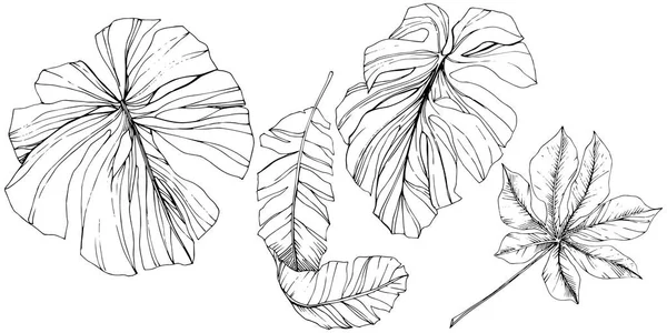 Verano hawaiano tropical exótico. Tinta grabada en blanco y negro. Elemento de ilustración de hojas aisladas . — Archivo Imágenes Vectoriales