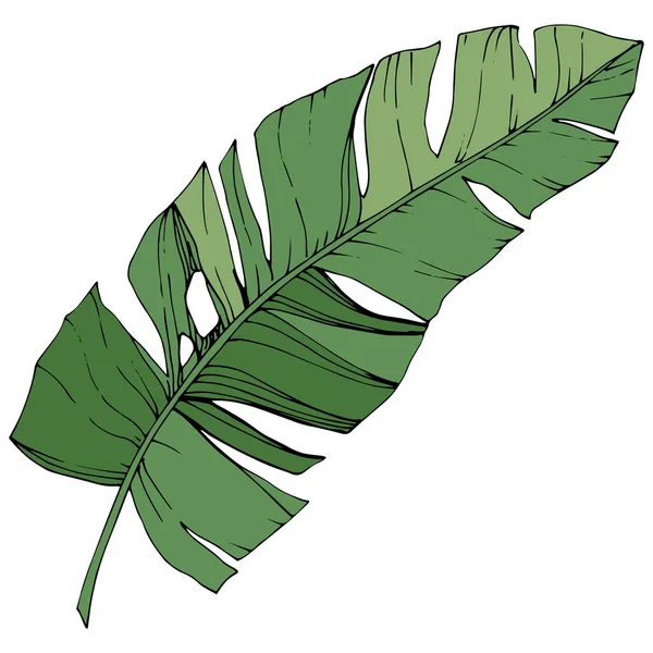 エキゾチックな熱帯のハワイアンの夏。緑の刻まれたインク アート。孤立した葉の図要素. — ストックベクタ