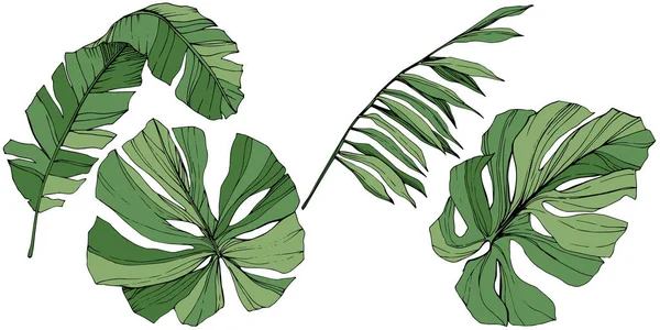Verão tropical havaiano exótico. Arte de tinta verde gravada. Elemento isolado de ilustração foliar . —  Vetores de Stock