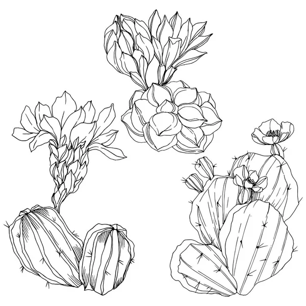 Vector Cacti flor botânica floral. Tinta gravada a preto e branco. Elemento de ilustração de cactos isolados . —  Vetores de Stock