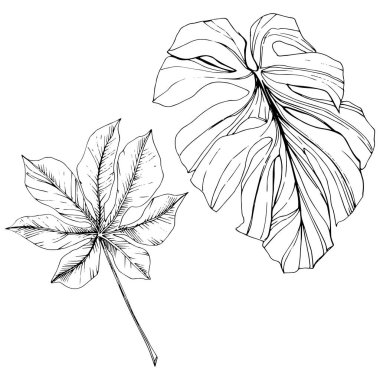 Vektör egzotik tropik hawaiian yaz. Siyah ve beyaz mürekkep sanat kazınmış. İzole yaprak illüstrasyon öğesi.