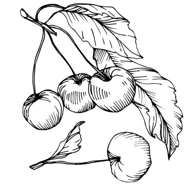 Kiraz meyve vektör. Siyah ve beyaz mürekkep sanat kazınmış. İzole berry illüstrasyon öğe beyaz arka plan üzerinde.