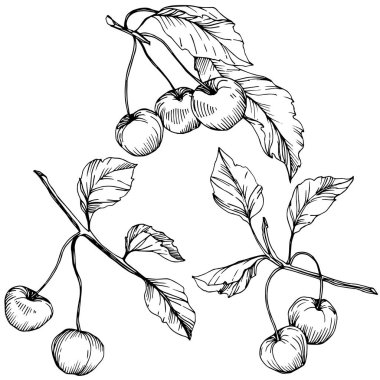 Kiraz meyve vektör. Siyah ve beyaz mürekkep sanat kazınmış. İzole berry illüstrasyon öğe beyaz arka plan üzerinde.