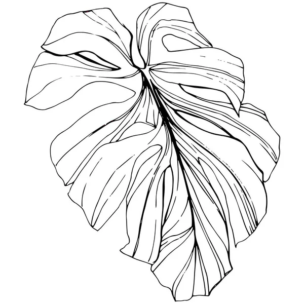 벡터 이국적인 열 대 하와이 여름. 흑백 잉크 아트를 새겨져 있다. 격리 된 잎 그림 요소. — 스톡 벡터