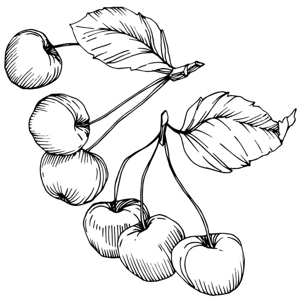 Vektorové třešně. Černá a bílá vyryto inkoust umění. Izolované berry ilustrace prvek na bílém pozadí. — Stockový vektor