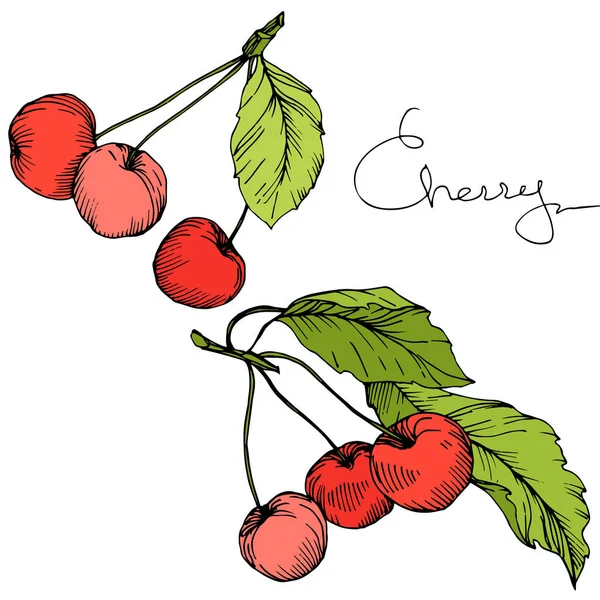 桜の果実をベクトルします。赤と緑の刻まれたインク アート。白い背景の上の孤立したベリーの図要素. — ストックベクタ