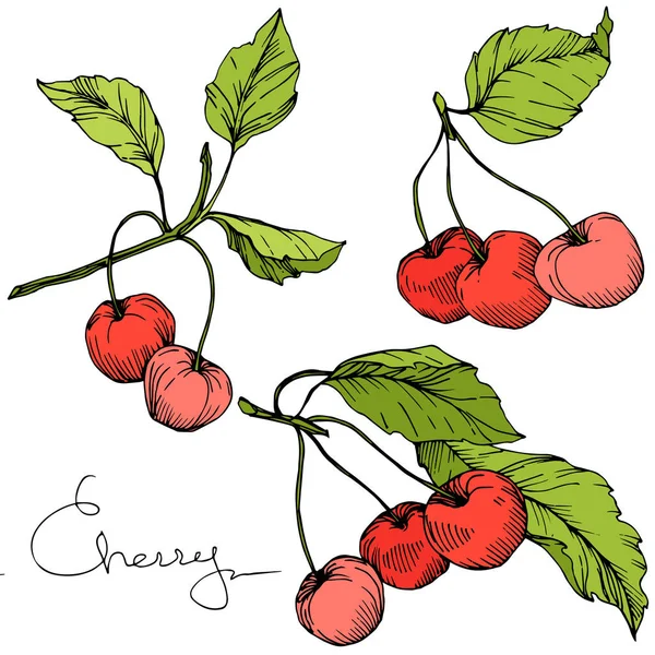 桜の果実をベクトルします。赤と緑の刻まれたインク アート。白い背景の上の孤立したベリーの図要素. — ストックベクタ