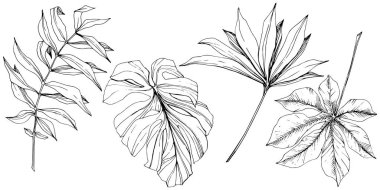 Vektör egzotik tropik hawaiian yaz. Siyah ve beyaz mürekkep sanat kazınmış. İzole yaprak illüstrasyon öğesi.