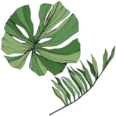 Vektör egzotik tropik hawaiian yaz. Yeşil mürekkep sanat kazınmış. İzole yaprak illüstrasyon öğesi.