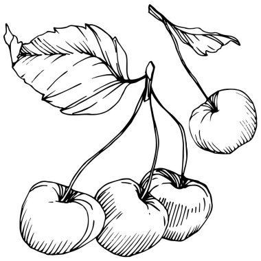 Kiraz meyve vektör. Siyah ve beyaz mürekkep sanat kazınmış. İzole berry illüstrasyon öğe beyaz arka plan üzerinde.