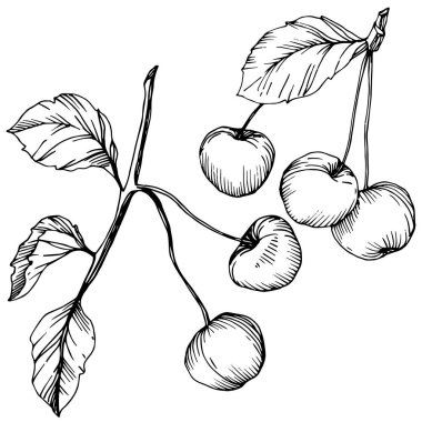 Kiraz meyve vektör. Siyah ve beyaz mürekkep sanat kazınmış. İzole berry illüstrasyon öğe beyaz arka plan üzerinde.