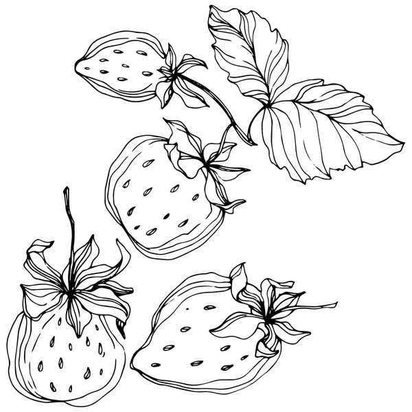 Vector jordgubbar frukter. Svart och vit graverade bläck konst. Isolerade strawberry illustration element. — Stock vektor