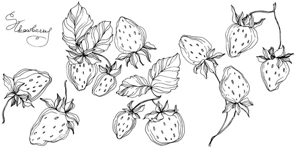 딸기 과일 벡터. 흑백 잉크 아트를 새겨져 있다. 격리 된 딸기 그림 요소. — 스톡 벡터