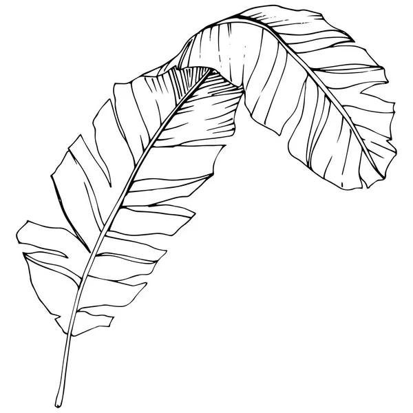 Вектор Екзотичне тропічне гавайське літо. Чорно-біле гравірування чорнила. Ізольований елемент ілюстрації листя . — стоковий вектор