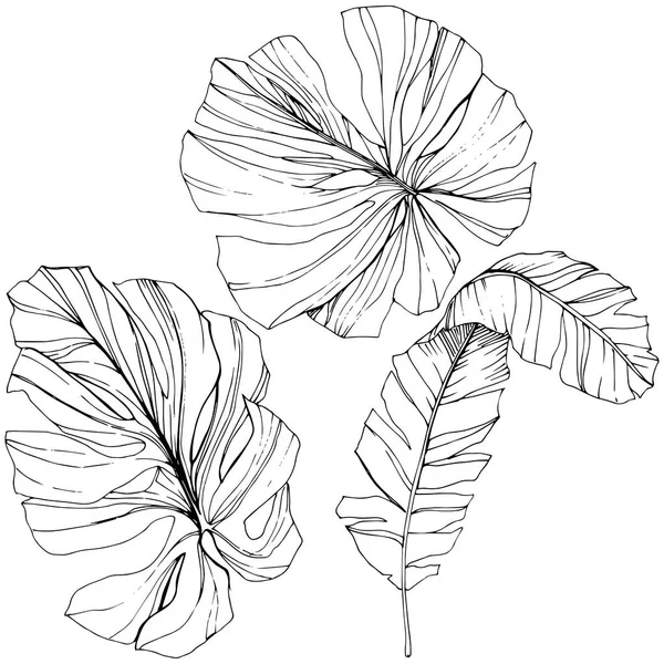 Vektor exotischen tropischen hawaiianischen Sommer. Schwarz-weiß gestochene Tuschekunst. isoliertes Blattillustrationselement. — Stockvektor