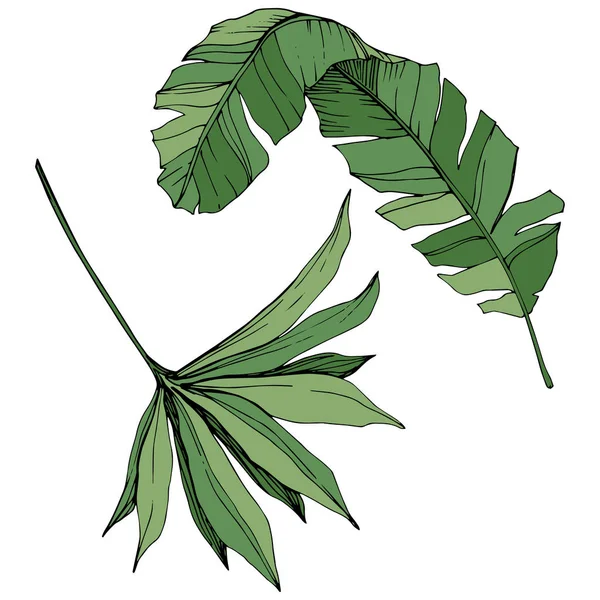 Vector exotiska tropiska hawaiian sommaren. Gröna graverade bläck konst. Isolerade blad illustration element. — Stock vektor