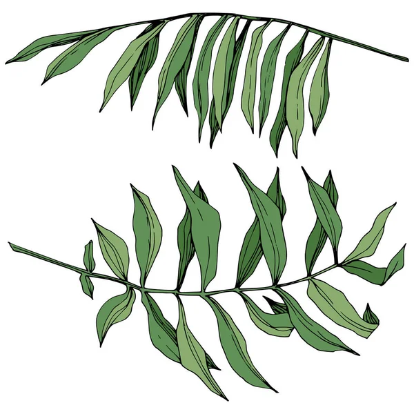 벡터 이국적인 열 대 하와이 여름. 녹색 잉크 아트를 새겨져 있다. 격리 된 잎 그림 요소. — 스톡 벡터