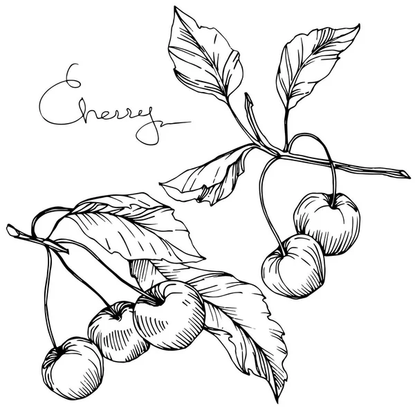 Vector de fruta de cereza. Tinta grabada en blanco y negro. Elemento de ilustración de bayas aisladas sobre fondo blanco . — Archivo Imágenes Vectoriales