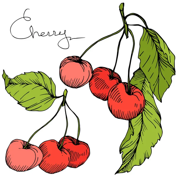 Vector de fruta de cereza. Tinta grabada roja y verde. Elemento de ilustración de bayas aisladas sobre fondo blanco . — Archivo Imágenes Vectoriales