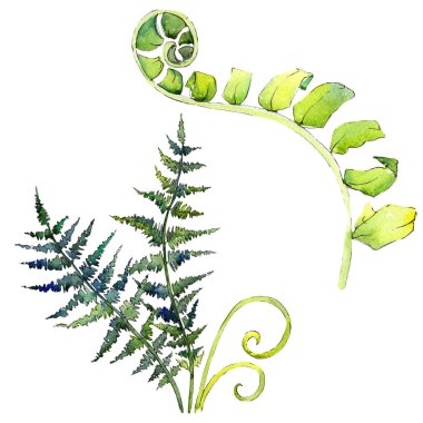 Fern yeşil yaprak. Suluboya arka plan illüstrasyon küme. İzole fern illüstrasyon öğesi.