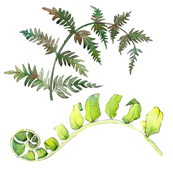 Fern groen blad. Aquarel achtergrond afbeelding instellen. Geïsoleerde fern afbeelding element. — Stockfoto