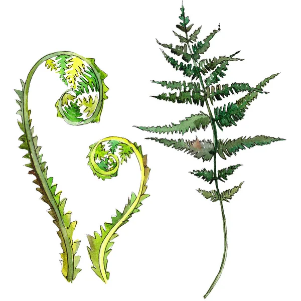 Fern groen blad. Aquarel achtergrond afbeelding instellen. Geïsoleerde fern afbeelding element. — Stockfoto