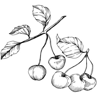 Kiraz meyve vektör. Siyah ve beyaz mürekkep sanat kazınmış. İzole berry illüstrasyon öğe beyaz arka plan üzerinde.