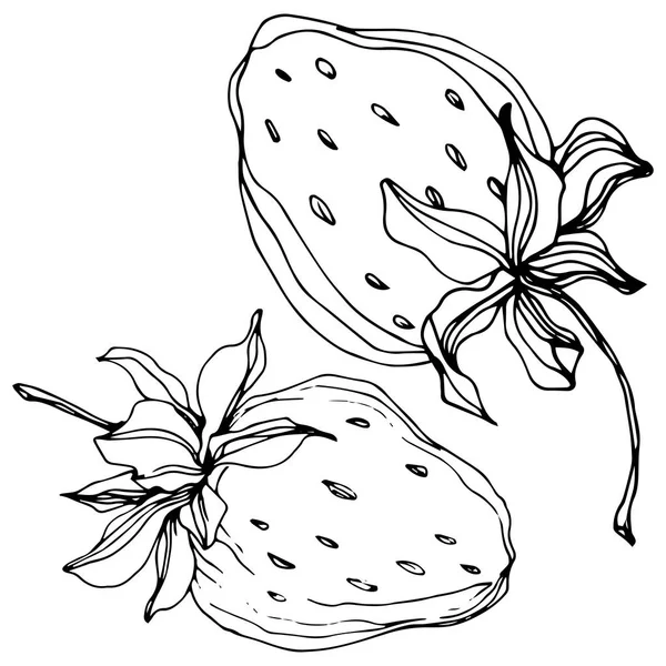 딸기 과일 벡터. 흑백 잉크 아트를 새겨져 있다. 격리 된 딸기 그림 요소. — 스톡 벡터