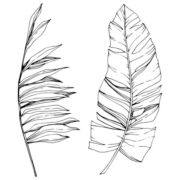 Vector Verano hawaiano tropical exótico. Tinta grabada en blanco y negro. Elemento de ilustración de hojas aisladas . — Archivo Imágenes Vectoriales