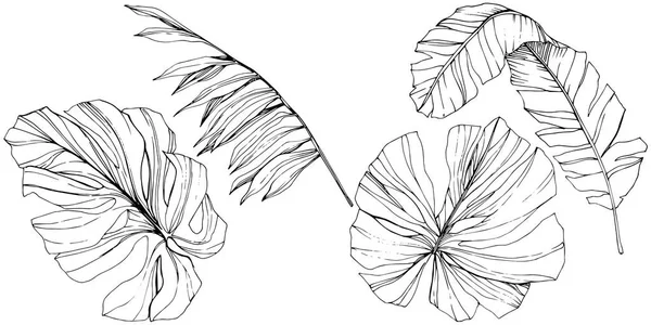 Vector exotische tropische Hawaiiaanse zomer. Zwart-wit gegraveerd inkt kunst. Geïsoleerde blad afbeelding element. — Stockvector