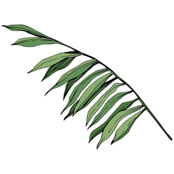 벡터 이국적인 열 대 하와이 여름. 녹색 잉크 아트를 새겨져 있다. 격리 된 잎 그림 요소. — 스톡 벡터