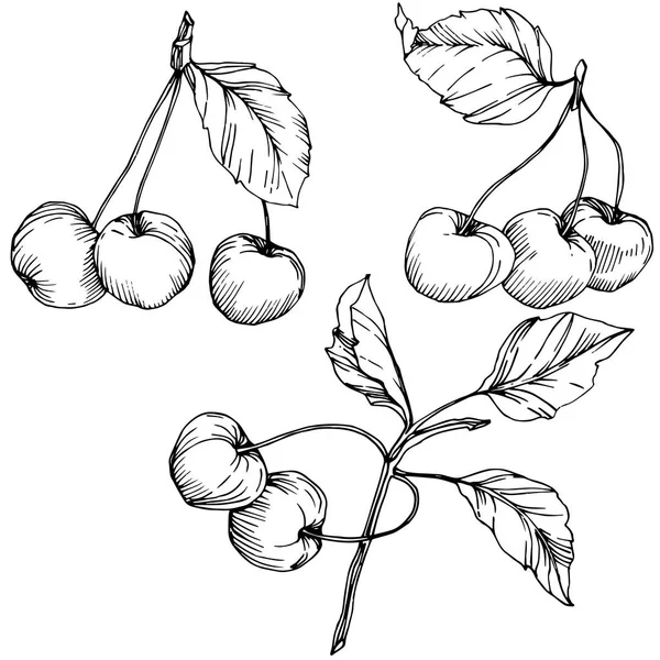 桜の果実をベクトルします。黒と白には、アートが刻まれています。白い背景の上の孤立したベリーの図要素. — ストックベクタ